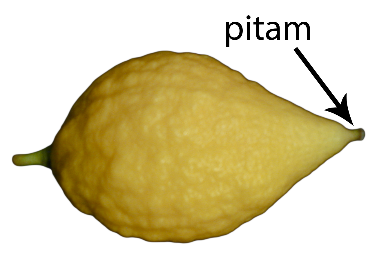 Esrog/etrog with pitam